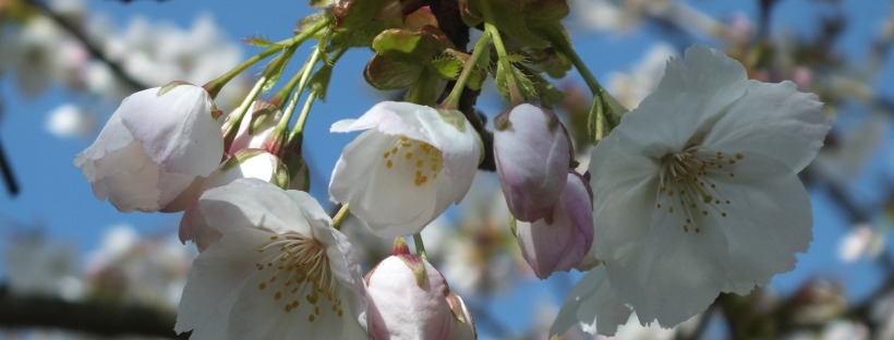 blossom on tree, spring,
